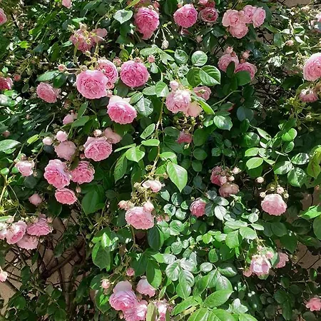 Maison Atypique Dans Cite Medievale Σπίτι διακοπών Saint-Macaire