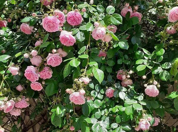 Maison Atypique Dans Cite Medievale بيت للعطل Saint-Macaire